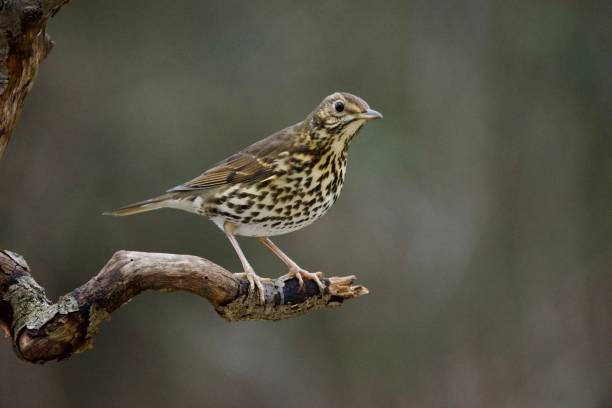 Song thrush woodland bird perched on a branch
