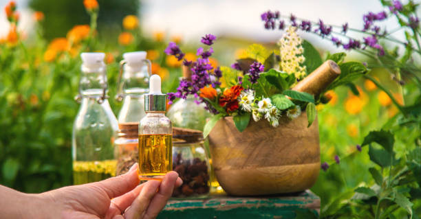 istock Plants and herbs, nature, alternative medicine. Selective focus. 1975500157