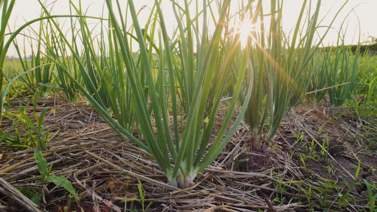 red onions plant growing on the vegetable garden