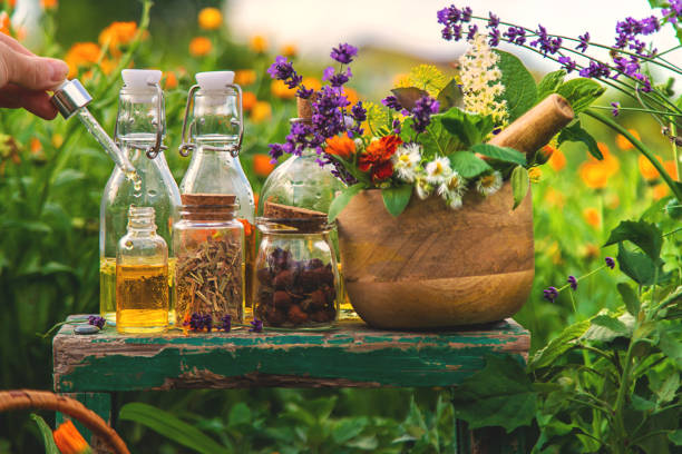 istock Plants and herbs, nature, alternative medicine. Selective focus. 1975500170