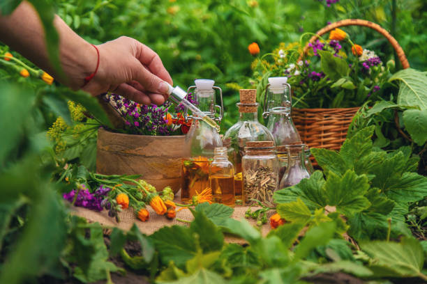 istock Plants and herbs, nature, alternative medicine. Selective focus. 1975500683