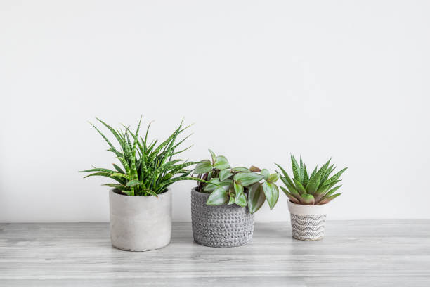 istock Several home plants on the white background 1975505504