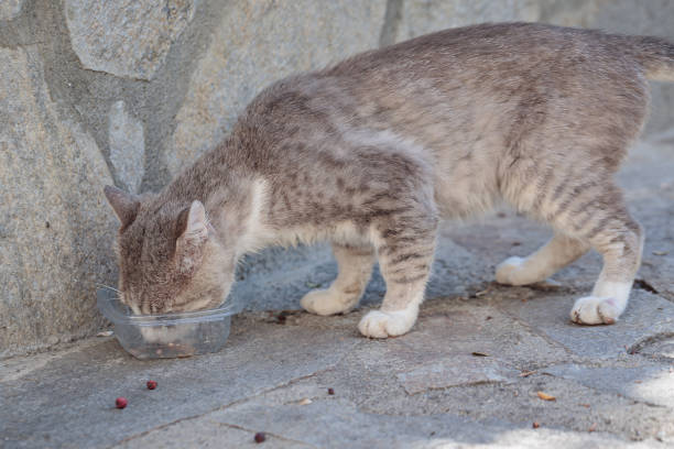 Homeless gray cat eats from a plastic bowl outdoor. Abandoned animal