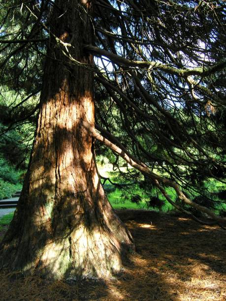 istock A big tree in the park in Wuppertal, Germany 1975512326