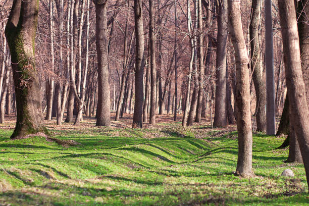 A beautiful spring forest in the sunset. The sun's rays are breaking through the trees. High quality photo