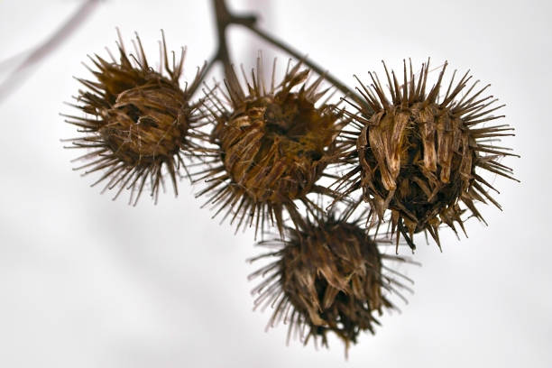 Medicinal rough cocklebur plant on forest. Detail photo of Xanthium strumarium. Selective focus. High quality photo
