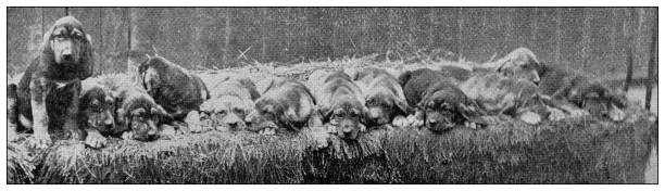 istock Sport and pastimes in 1897: Bloodhound puppies 1975527527