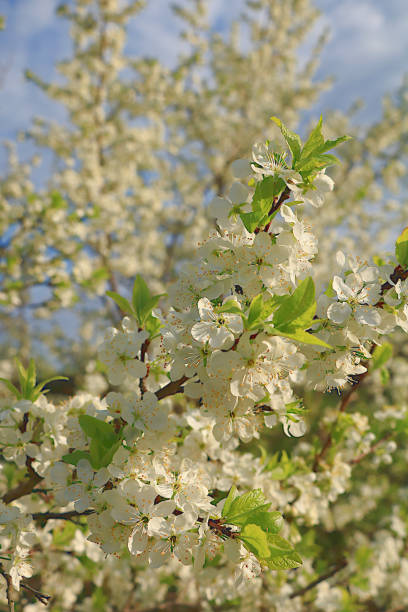 istock Abstract floral spring background from defocused delicate cherry blossoms. Banner for screen, greeting card, invitation, seasonal concept of Easter and new life rebirth 1975541066