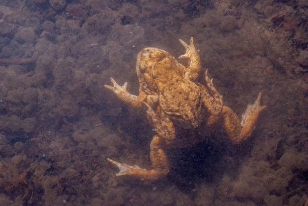 istock Common toad (Bufo bufo) in a pond during the breeding season in spring. 1975569820
