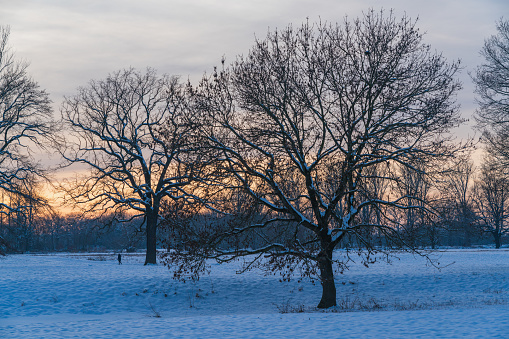 Sunset behind a snow-covered meadow with bare trees. A winter scene.