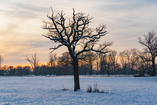 Sunset behind a snow-covered meadow with a bare tree. A winter scene.