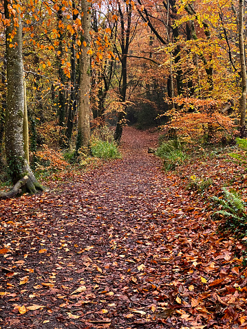 Footpath in Crom forest park on a autumn day, County Fermanagh, Northern Ireland