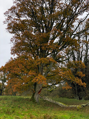 Old Oak tree on autumn season