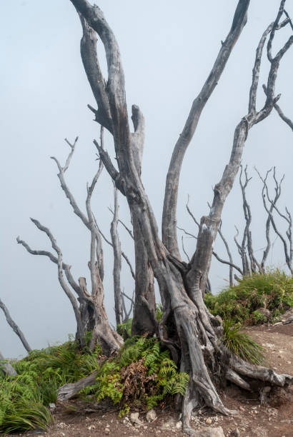 istock Panorama of Talang's Mountain 1975590167