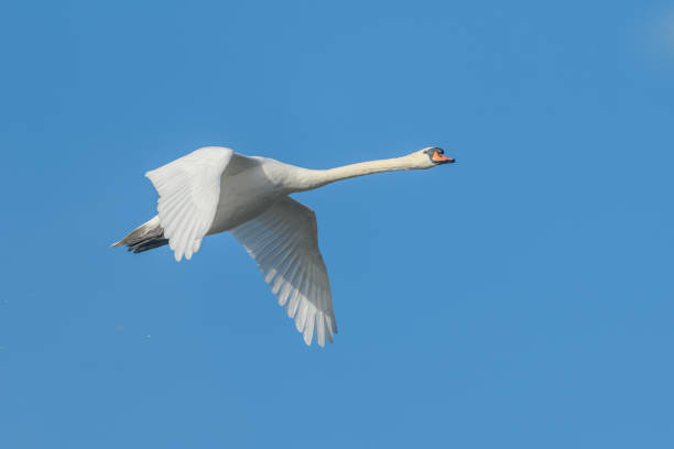 istock Mute swans (Cygnus olor)in flight in autumn. 1975593758