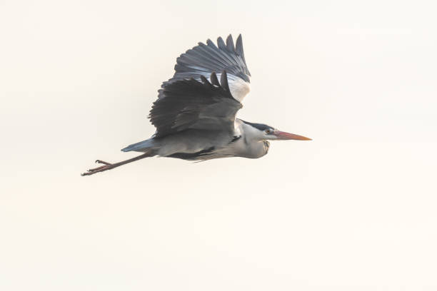 istock Gray heron (Ardea cinerea) in flight in the sky. 1975605189
