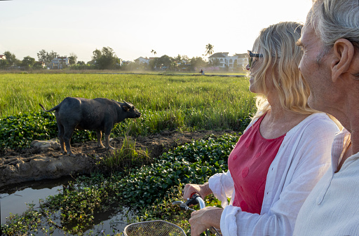 Side profile of mature couple with bicycles in rice paddies looking at water buffalo