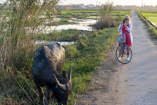Mature woman pauses bicycle in rice paddies and takes photo of water buffalo
