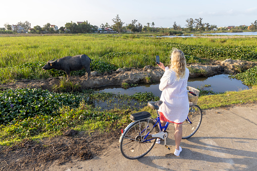 Mature woman pauses bicycle in rice paddies and takes photo of water buffalo