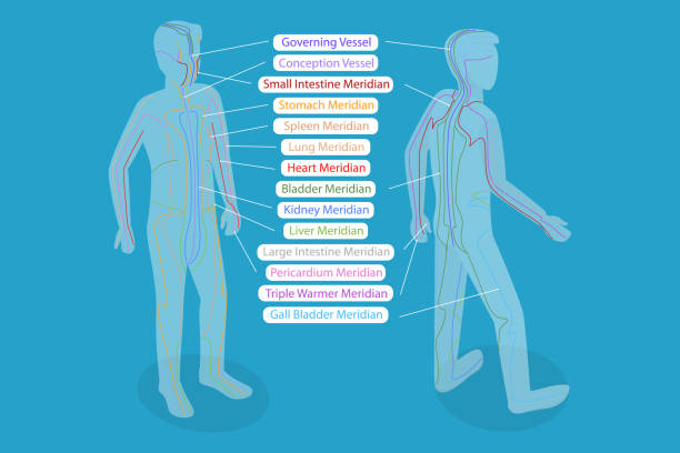 3d изометрическая плоская векторная концептуальная иллюстрация тела мередиана - acupuncture shiatsu reflexology meridians stock illustrations