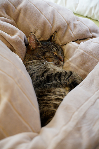 Cat resting on a cozy bed amidst pillows and a soft sheet