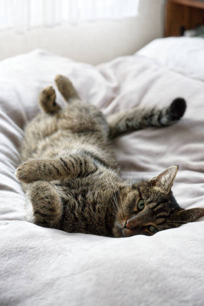 a gray and black cat lies on a white comforter