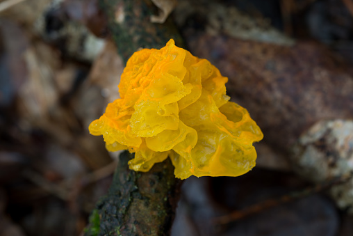 golden jelly fungus, Tremella mesenterica on branch  closeup selective focus