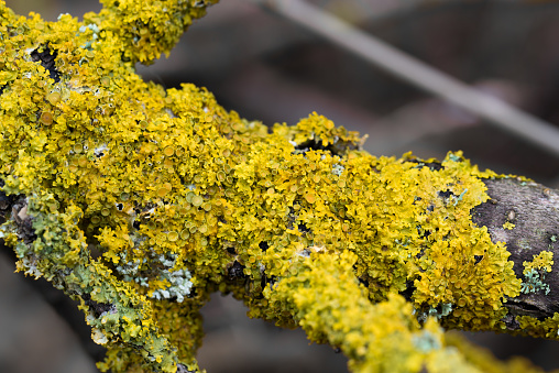 common orange lichen, Xanthoria parietina on tree branch closeup selective focus