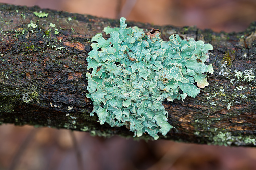 Hypogymnia physodes (monk's-hood lichen) lichen on tree branch in forest closeup selective focus