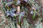 Hedera helix, common ivy leaves closeup selective focus