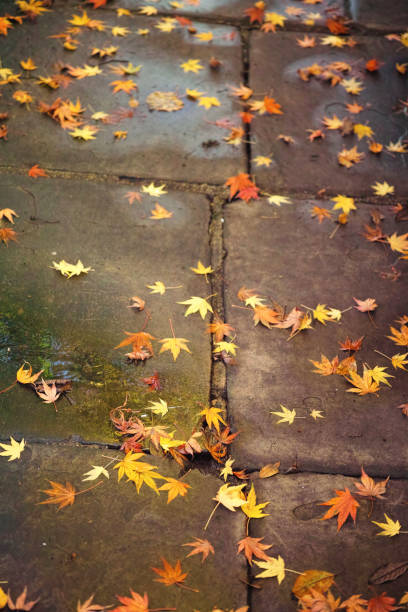 istock Acer palmate (Japanese Maple) in Autumn 1975660471