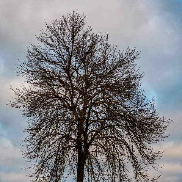 Beautiful composition with a single leafless tree in winter. Romantic atmosphere.