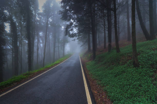 Empty asphalt road in foggy forest