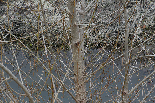 Close up of a leafless tree in a river bank with frozen dry grass in the background.