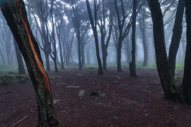 istock Misty morning in the forest 1975664655