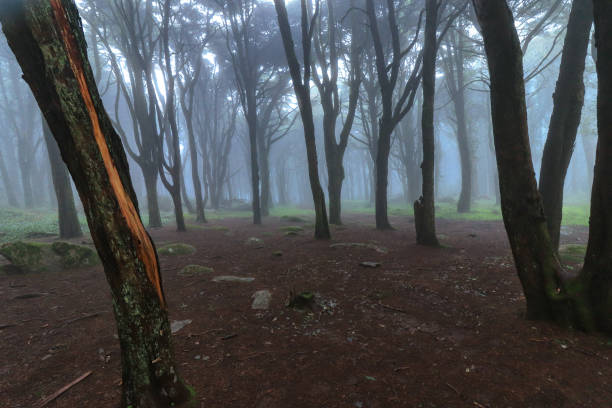 istock Misty morning in the forest 1975664662
