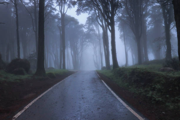 Empty asphalt road in foggy forest