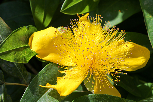 Close up shot of a blooming flower of Hypericum calycinum, also called Rose-of-Sharon, Aaron's beard, great St-John's wort, creeping St. John's wort and Jerusalem star.