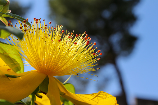 Close up shot of a blooming flower of Hypericum calycinum, also called Rose-of-Sharon, Aaron's beard, great St-John's wort, creeping St. John's wort and Jerusalem star. Blue sky background.