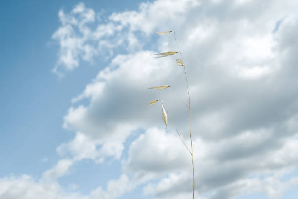 istock Abstract composition with just a thin yellow stem of dry herb with blue sky and white cloud as a background. 1975665229