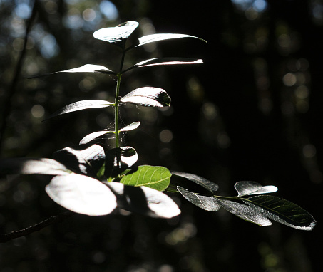 Close-up dark composition with leaves of Pistacia terebinthus. Chiaroscuro atmosphere. The terebinth, or  turpentine tree, is a deciduous shrub native to the Mediterranean region.