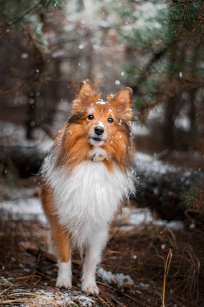 istock Red sable Sheltie standing in snowy forest and looking at the camera 1975672618
