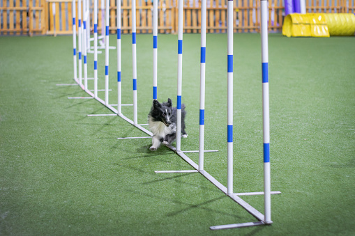 Black and white Shetland Sheepdog going through agility obstacles.