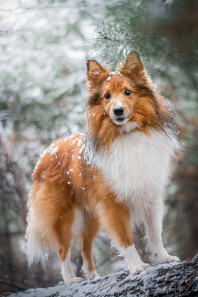 istock Red sable Sheltie in snowy forest 1975673136