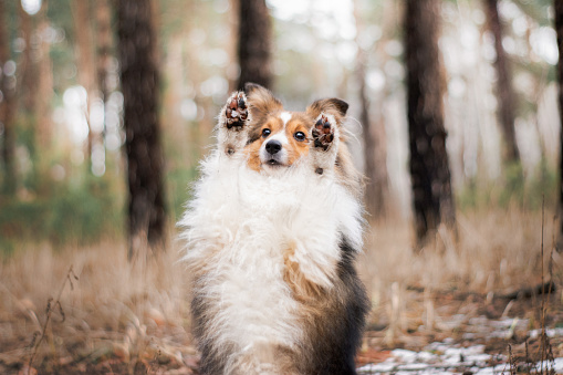 Australian shepherd brown and white in Swedish woods on a winter day