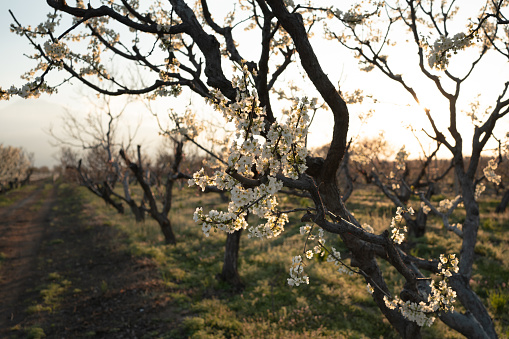 Blooming apricot and peach trees in garden, young green grass and rustic dirt road in spring. selective focus in golden hour