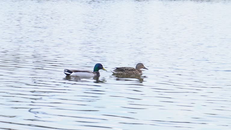 Group of duck swimming and seeking for food in pond. Footage of wild ducks in water