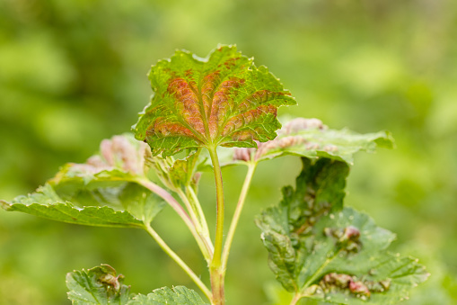 Red currant leaves attacked by the fungus Anthracnose. Control of garden and vegetable garden pests. Currant leaves affected by the pest. Gallic aphids on the leaves, red spots on green leaves. High quality photo
