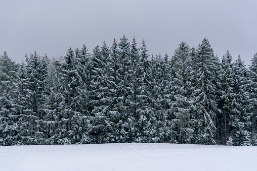 Winter landscape in the Black Forest, Germany, with the snow covered pine trees