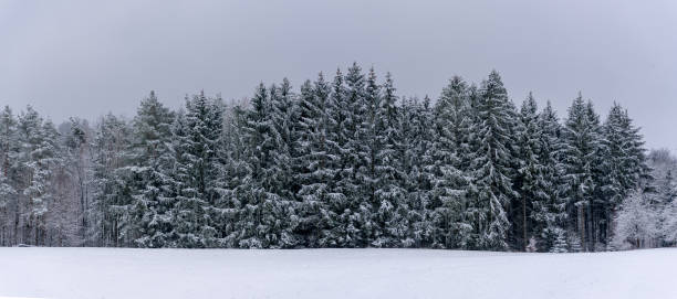 istock Winter panorama with snowy trees in Black Forest, Germany 1975685734